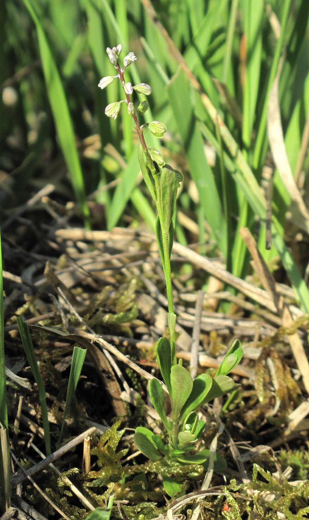Polygala amarella